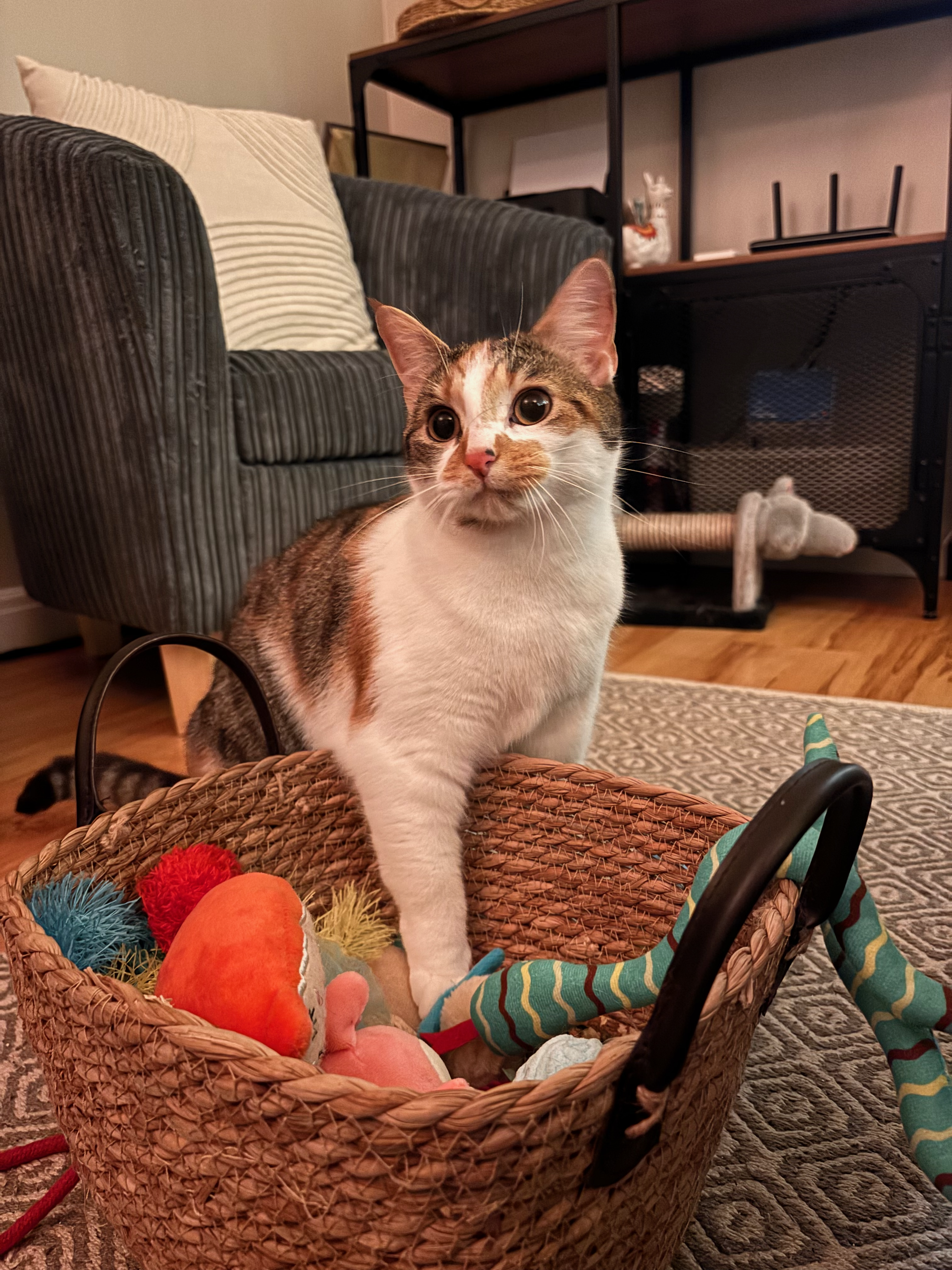 Tabby and white cat standing alert in a wicker basket of soft toys at home, the kind of moment that often appears in a daily visit update