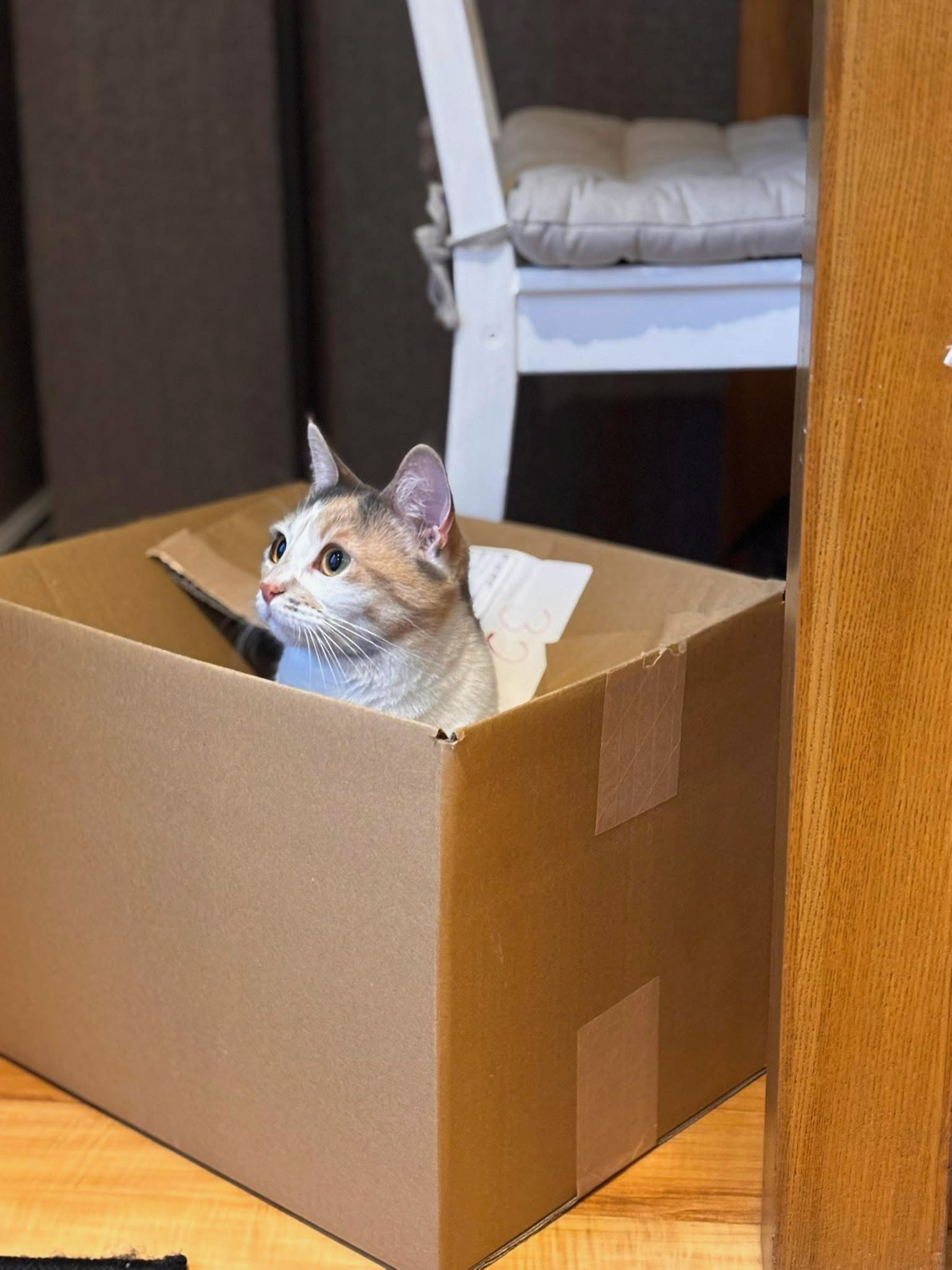 Ginger and white cat peeking curiously out of a cardboard box on a wooden floor