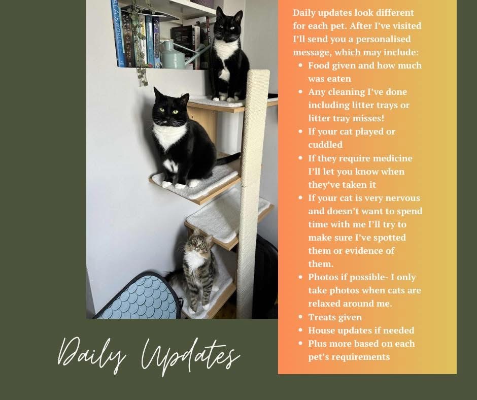 Three cats relaxing together on a cat tree at home