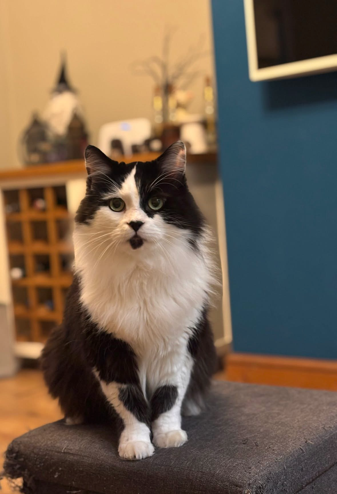Long-haired black and white tuxedo cat sitting upright on a grey footstool, with a softly lit lounge in the background
