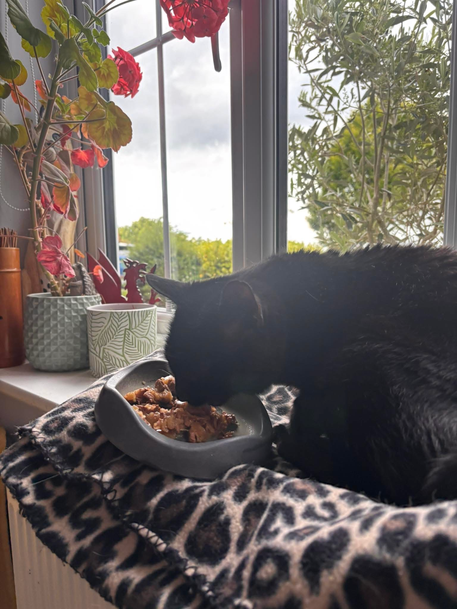 Black cat eating from a small ceramic dish on a leopard-print blanket by a sunlit kitchen window with red geraniums