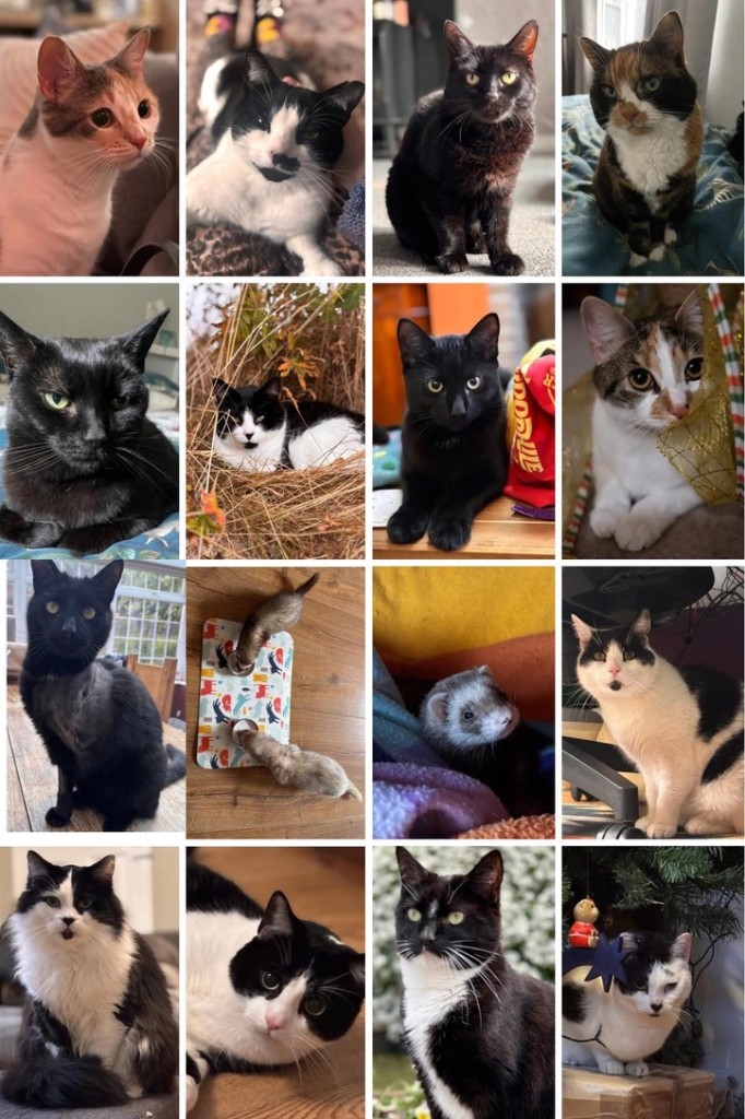Collage of sixteen different cats Leah has cared for, including tuxedos, tabbies, ginger and black cats