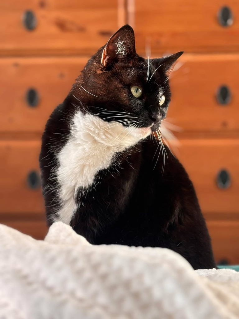 Tuxedo cat sitting alert in front of a wooden chest of drawers